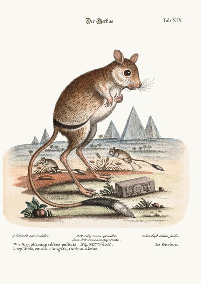 The Gerbua by George Edwards